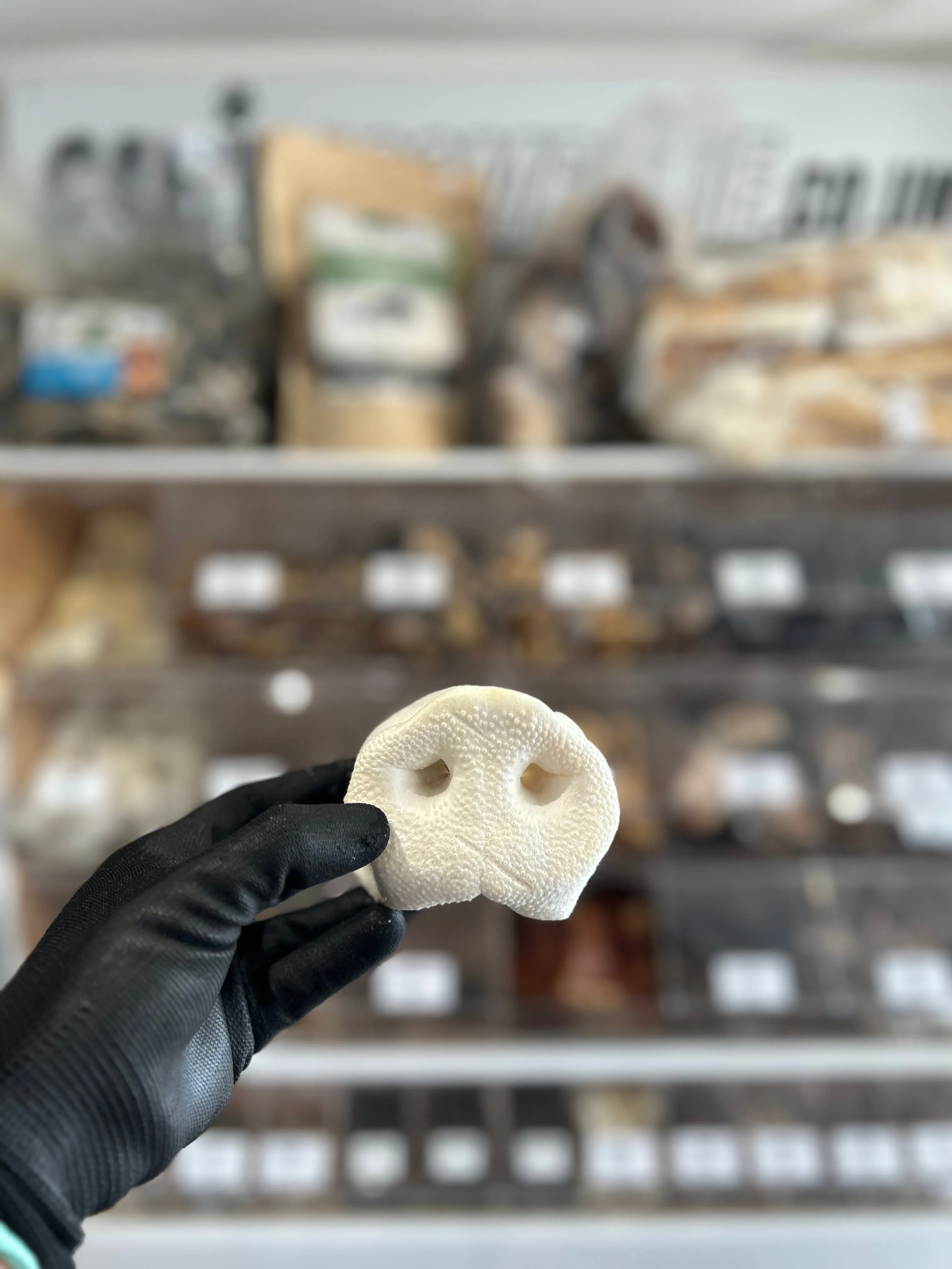 Puffed Pig Snout
